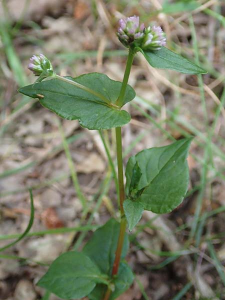 Persicaria nepalensis \ Nepal-Kn�terich / Nepal Knotweed, D Kirchhundem-Benolpe 24.8.2018