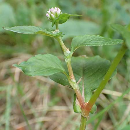 Persicaria nepalensis \ Nepal-Kn�terich / Nepal Knotweed, D Kirchhundem-Benolpe 24.8.2018