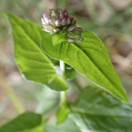 Persicaria nepalensis \ Nepal-Kn�terich / Nepal Knotweed, D Kirchhundem-Benolpe 24.8.2018