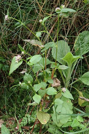 Persicaria nepalensis \ Nepal-Kn�terich / Nepal Knotweed, D Kirchhundem-Benolpe 24.8.2018