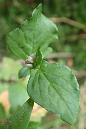 Persicaria nepalensis \ Nepal-Kn�terich / Nepal Knotweed, D Kirchhundem-Benolpe 24.8.2018