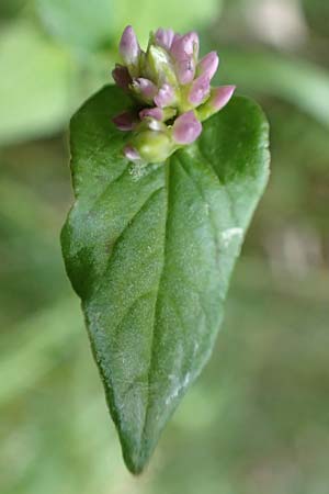 Persicaria nepalensis \ Nepal-Kn�terich / Nepal Knotweed, D Kirchhundem-Benolpe 24.8.2018