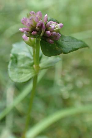 Persicaria nepalensis \ Nepal-Kn�terich / Nepal Knotweed, D Kirchhundem-Benolpe 24.8.2018