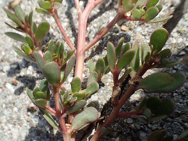 Portulaca papillatostellulata \ Papillenfr&uuml;chtiger Portulak / Papilla-Fruited Purslane, D Ludwigshafen 29.8.2018