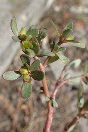 Portulaca papillatostellulata \ Papillenfr&uuml;chtiger Portulak / Papilla-Fruited Purslane, D Ludwigshafen 29.8.2018
