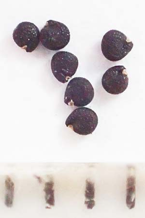 Portulaca papillatostellulata \ Papillenfr&uuml;chtiger Portulak / Papilla-Fruited Purslane, D Ludwigshafen 30.8.2018