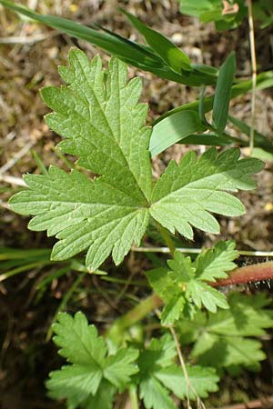 Potentilla norvegica \ Norwegisches Fingerkraut / Rough Cinquefoil, D Meinerzhagen 14.6.2019