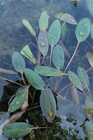 Potamogeton nodosus \ Flutendes Laichkraut / Loddon Pontweed, D Rheinstetten-Silberstreifen 23.7.2022