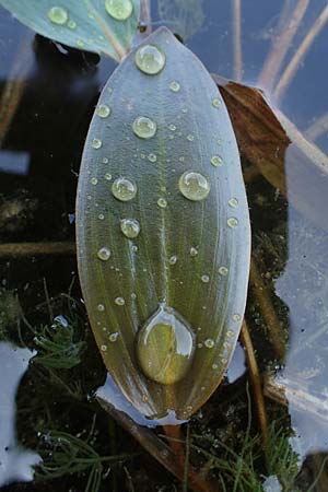Potamogeton nodosus \ Flutendes Laichkraut / Loddon Pontweed, D Rheinstetten-Silberstreifen 23.7.2022
