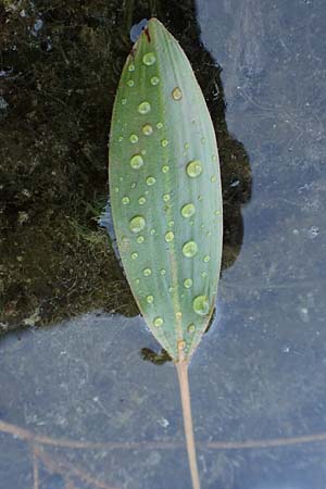 Potamogeton nodosus \ Flutendes Laichkraut / Loddon Pontweed, D Rheinstetten-Silberstreifen 23.7.2022
