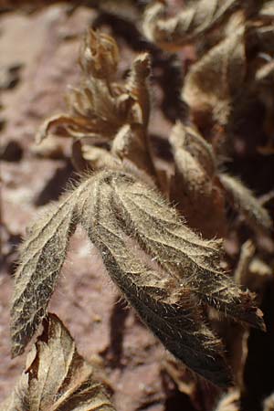 Potentilla norvegica \ Norwegisches Fingerkraut / Rough Cinquefoil, D Mannheim 13.8.2022