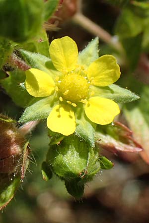 Potentilla norvegica \ Norwegisches Fingerkraut / Rough Cinquefoil, D Mannheim 13.8.2022