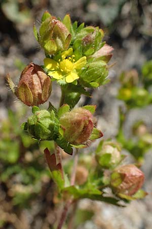 Potentilla norvegica \ Norwegisches Fingerkraut / Rough Cinquefoil, D Mannheim 13.8.2022
