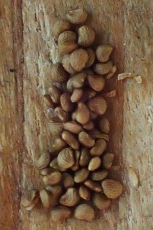 Potentilla norvegica \ Norwegisches Fingerkraut / Rough Cinquefoil, D Mannheim 13.8.2022