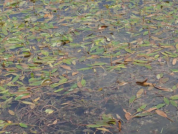 Potamogeton nodosus \ Flutendes Laichkraut / Loddon Pontweed, D B&ouml;hl-Iggelheim 2.7.2023
