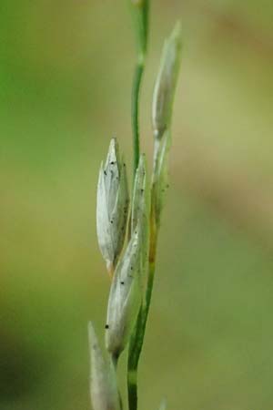 Poa nemoralis \ Hain-Rispengras / Wood Meadow Grass, D Heidelberg 12.8.2023