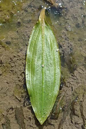 Potamogeton nodosus \ Flutendes Laichkraut / Loddon Pontweed, D Mannheim 29.8.2024