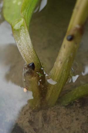 Potamogeton nodosus \ Flutendes Laichkraut / Loddon Pontweed, D Mannheim 8.9.2024
