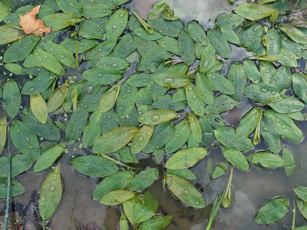 Potamogeton nodosus \ Flutendes Laichkraut / Loddon Pontweed, D Mannheim 12.9.2024