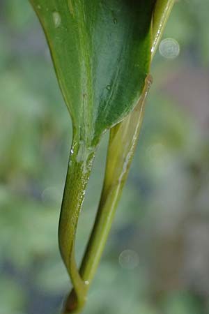 Potamogeton nodosus \ Flutendes Laichkraut / Loddon Pontweed, D Mannheim 12.9.2024