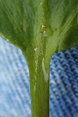 Potamogeton nodosus \ Flutendes Laichkraut / Loddon Pontweed, D Mannheim 12.9.2024