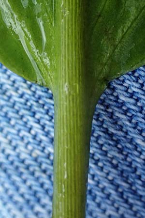 Potamogeton nodosus \ Flutendes Laichkraut / Loddon Pontweed, D Mannheim 12.9.2024