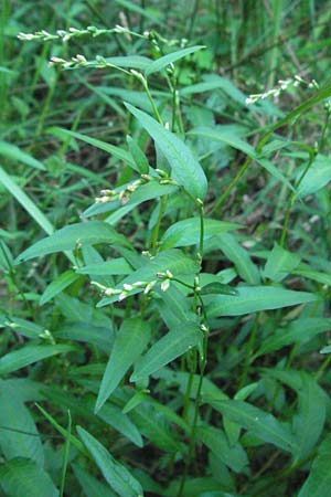 Persicaria mitis \ Milder Kn�terich / Water-Pepper, D M&ouml;rfelden-Walldorf 6.8.2007