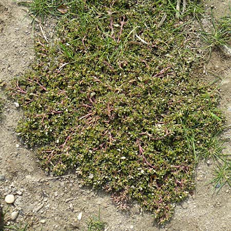 Portulaca papillatostellulata \ Papillenfr&uuml;chtiger Portulak / Papilla-Fruited Purslane, D Odenwald, F&uuml;rth 3.10.2018