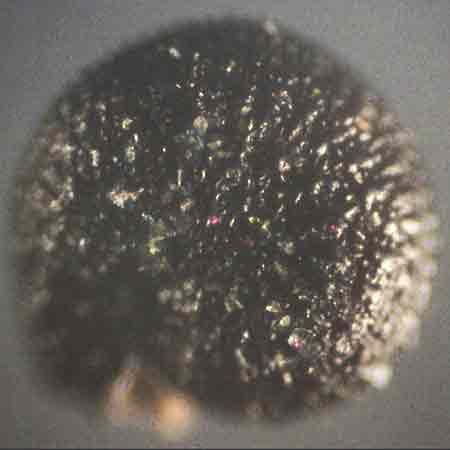 Portulaca papillatostellulata \ Papillenfr&uuml;chtiger Portulak / Papilla-Fruited Purslane, D Stuttgart 2.9.2018