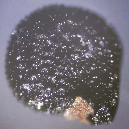 Portulaca papillatostellulata \ Papillenfr&uuml;chtiger Portulak / Papilla-Fruited Purslane, D Sachsen-Anhalt, Havelberg 6.10.2020