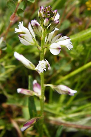 Polygala vulgaris \ Gew�hnliche Kreuzblume, Gew�hnliches Kreuzbl�mchen / Common Milkwort, D Herborn 16.5.2015