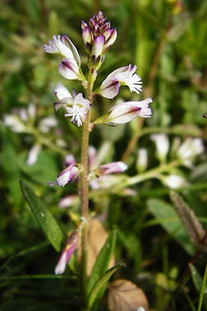 Polygala vulgaris \ Gew�hnliche Kreuzblume, Gew�hnliches Kreuzbl�mchen / Common Milkwort, D Herborn 16.5.2015