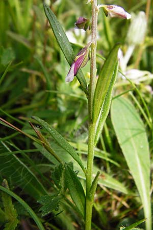 Polygala vulgaris \ Gew�hnliche Kreuzblume, Gew�hnliches Kreuzbl�mchen / Common Milkwort, D Herborn 16.5.2015