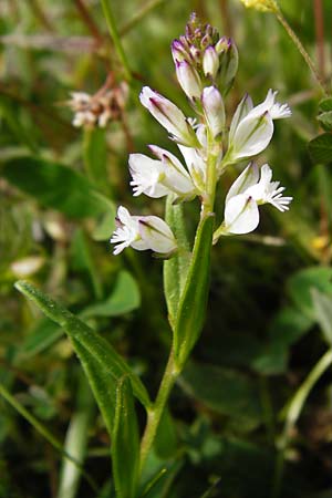 Polygala vulgaris \ Gew�hnliche Kreuzblume, Gew�hnliches Kreuzbl�mchen / Common Milkwort, D Herborn 16.5.2015