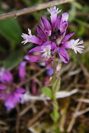 Polygala vulgaris \ Gew�hnliche Kreuzblume, Gew�hnliches Kreuzbl�mchen / Common Milkwort, D Herborn 16.5.2015