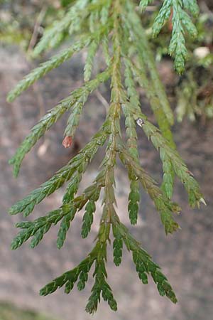 Platycladus orientalis \ Morgenl&auml;ndischer Lebensbaum, Thuja / Oriental Arbor-Vitae, D Heidelberg 5.12.2015