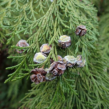 Platycladus orientalis \ Morgenl&auml;ndischer Lebensbaum, Thuja / Oriental Arbor-Vitae, D Heidelberg 5.12.2015