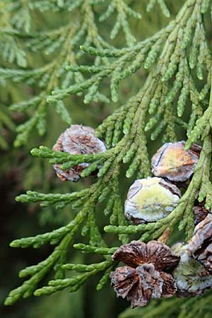 Platycladus orientalis \ Morgenl&auml;ndischer Lebensbaum, Thuja / Oriental Arbor-Vitae, D Heidelberg 5.12.2015