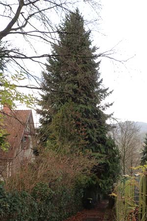 Platycladus orientalis \ Morgenl&auml;ndischer Lebensbaum, Thuja / Oriental Arbor-Vitae, D Heidelberg 5.12.2015