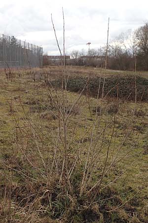 Populus alba \ Silber-Pappel / White Poplar, D Mannheim 5.3.2016