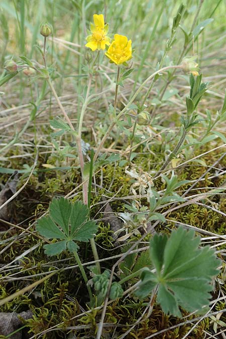 Potentilla incana \ Sand-Fingerkraut / Sand Cinquefoil, D Seeheim an der Bergstra&szlig;e 22.4.2016