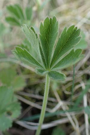 Potentilla incana \ Sand-Fingerkraut / Sand Cinquefoil, D Seeheim an der Bergstra&szlig;e 22.4.2016