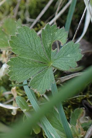Potentilla incana \ Sand-Fingerkraut / Sand Cinquefoil, D Seeheim an der Bergstra&szlig;e 22.4.2016