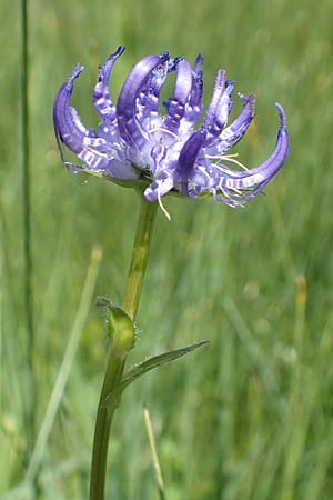 Phyteuma orbiculare \ Kugel-Rapunzel / Round-Headed Rampion, D Pfronten 28.6.2016