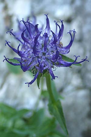 Phyteuma orbiculare \ Kugel-Rapunzel / Round-Headed Rampion, D Pfronten 28.6.2016