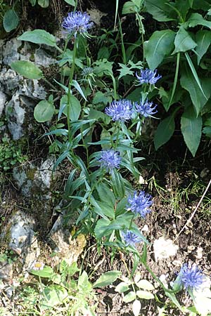 Phyteuma orbiculare \ Kugel-Rapunzel / Round-Headed Rampion, D Pfronten 28.6.2016