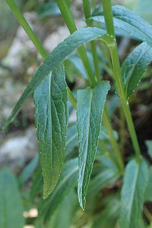 Phyteuma orbiculare \ Kugel-Rapunzel / Round-Headed Rampion, D Pfronten 28.6.2016