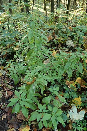 Parietaria officinalis \ Aufrechtes Glaskraut / Common Pellitory-of-the-Wall, D Hemsbach 25.10.2017