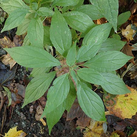 Parietaria officinalis \ Aufrechtes Glaskraut / Common Pellitory-of-the-Wall, D Hemsbach 25.10.2017