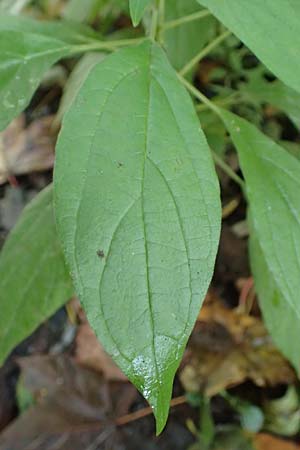 Parietaria officinalis \ Aufrechtes Glaskraut / Common Pellitory-of-the-Wall, D Hemsbach 25.10.2017